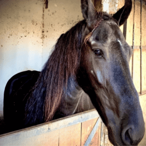 10698 b4fztpvvo313j4ok5p1q9sd06lsfyt